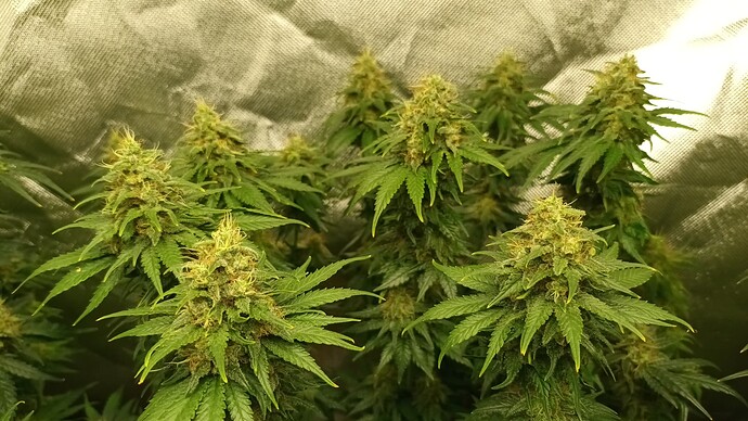 Growreport Bild 18