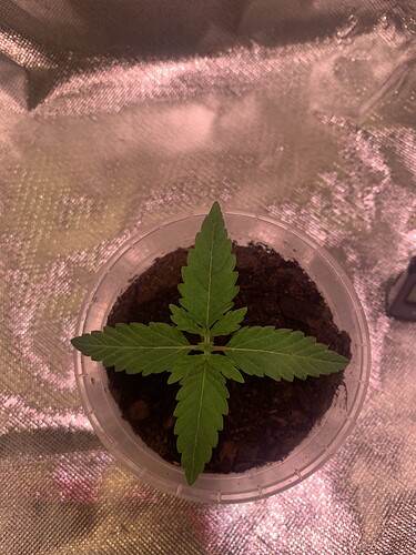 Growreport Bild 1