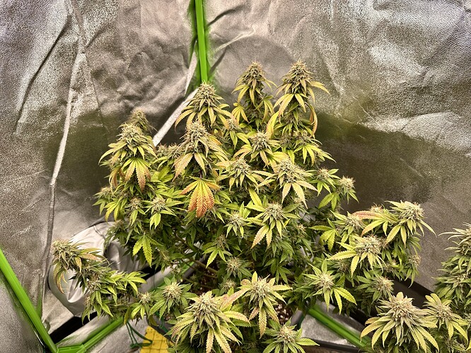 Growreport Bild 4