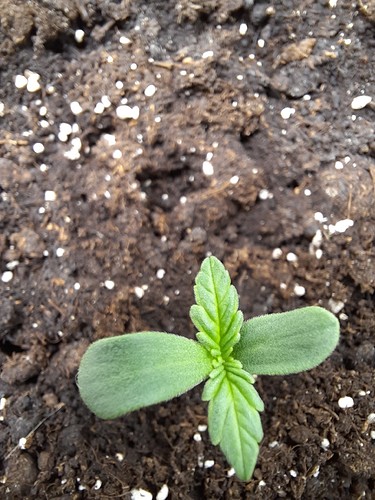 Growreport Bild 6
