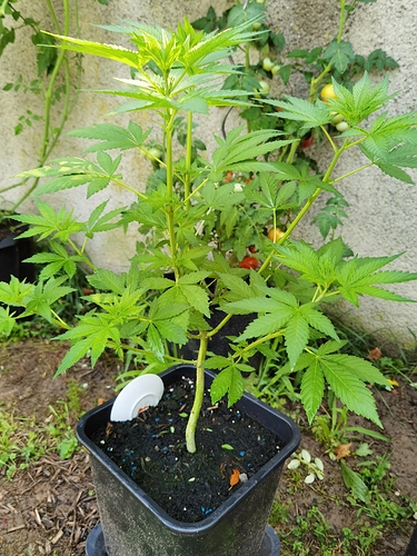 Growreport Bild 13