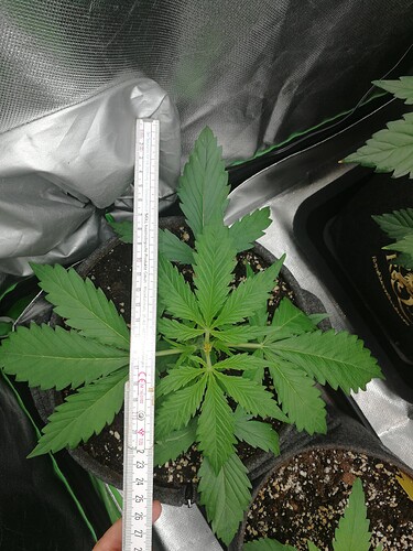 Growreport Bild 172