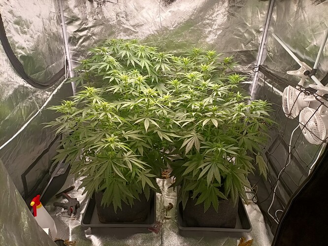 Growreport Bild 3