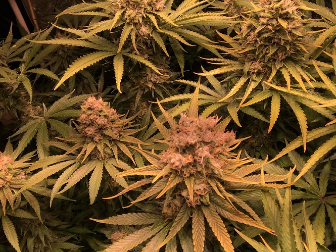 Growreport Bild 3