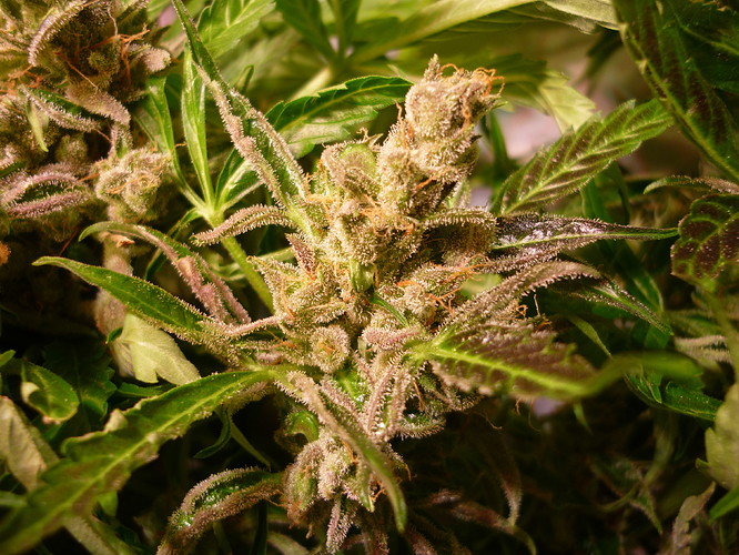 Growreport Bild 2
