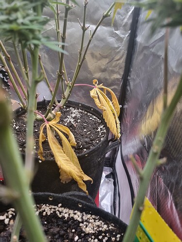Growreport Bild 35