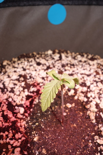 Ein junger Cannabis-Keimling mit zwei kleinen Blättern, der aus Erde wächst.