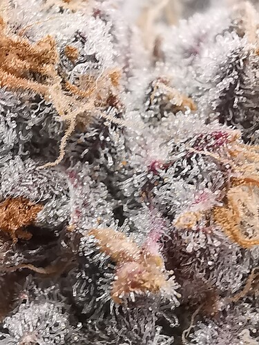 Growreport Bild 41