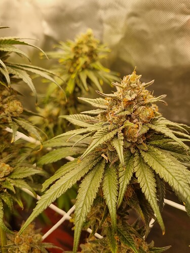 Growreport Bild 48