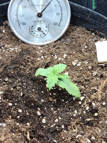 Growreport Bild 1