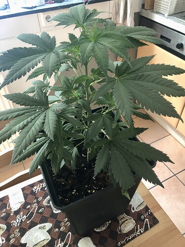 Growreport Bild 10
