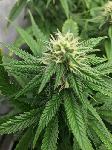 Growreport Bild 28