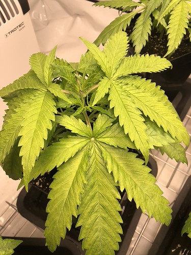 Growreport Bild 6