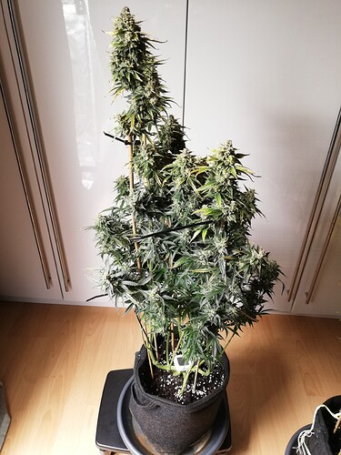 GG#1_240120-1