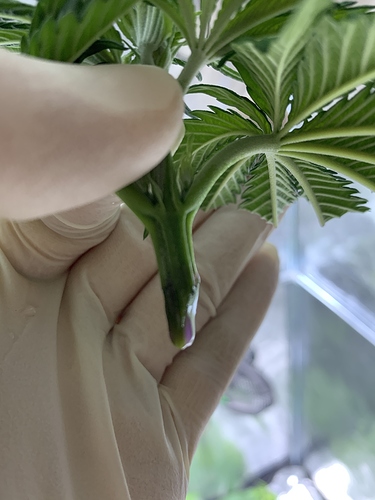 Growreport Bild 15