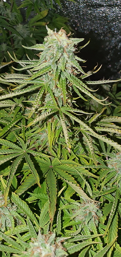 Growreport Bild 1