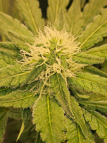 Growreport Bild 15