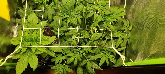 Growreport Bild 1