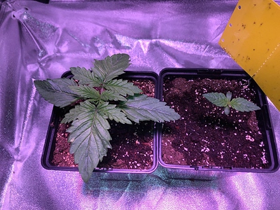 Growreport Bild 8