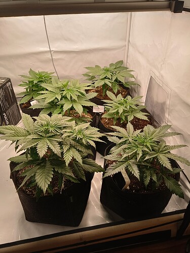 Growreport Bild 2