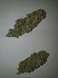 Growreport Bild 2