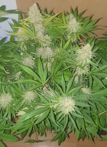 Growreport Bild 6