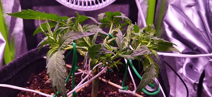 Growreport Bild 54