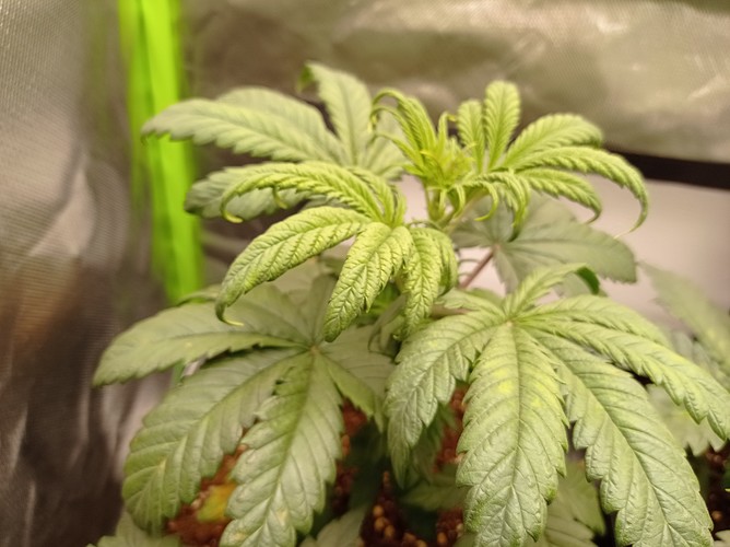 Growreport Bild 3