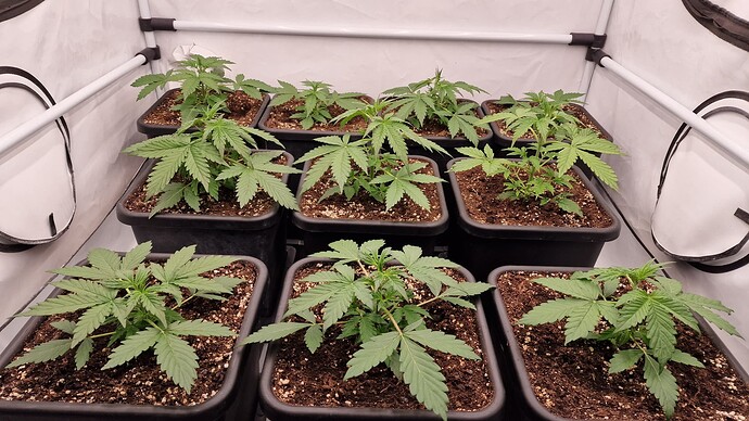 Growreport Bild 5