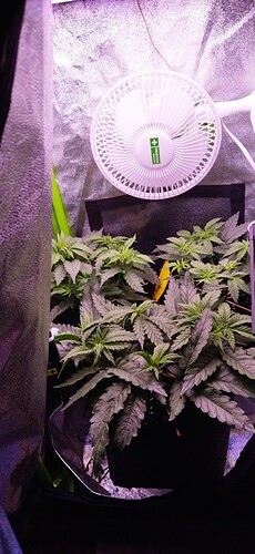 Growreport Bild 2