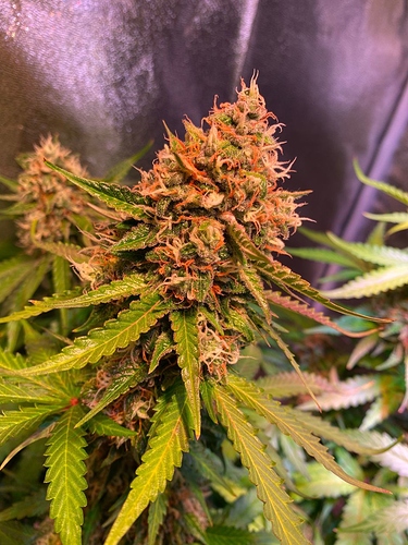 Growreport Bild 61