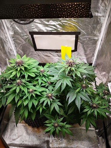 Growreport Bild 5