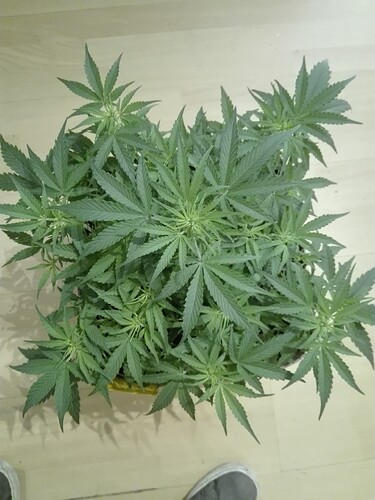 Growreport Bild 14