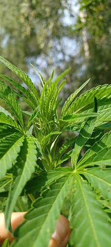 Growreport Bild 2