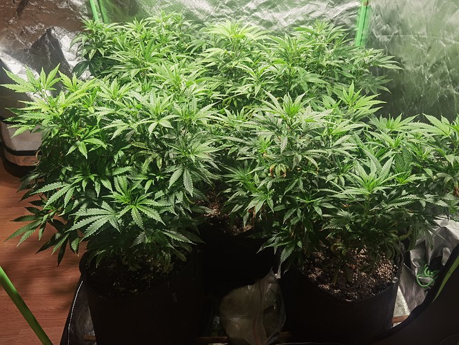 Growreport Bild 1