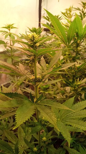 Growreport Bild 63