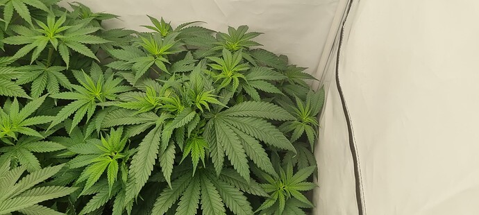 Growreport Bild 3