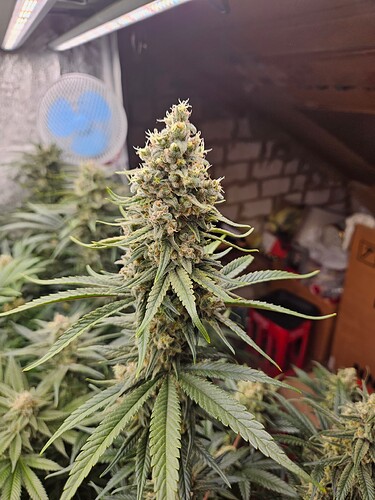 Growreport Bild 27