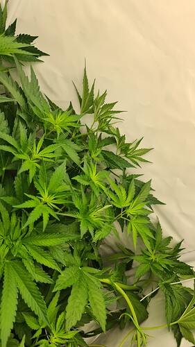 Growreport Bild 8