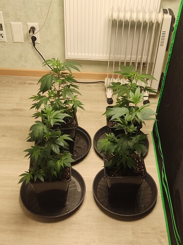 Growreport Bild 7