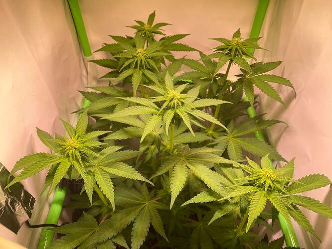 Growreport Bild 6