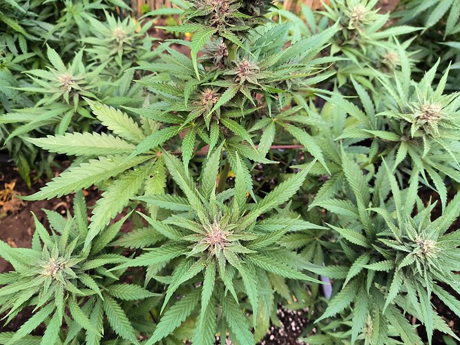 Growreport Bild 8