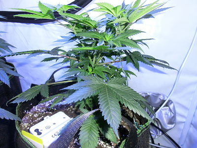 Eine junge Cannabispflanze im Wuchsstadium, die in einem Stofftopf steht. Die Pflanze hat bereits eine gute Blattmasse entwickelt und mehrere Seitentriebe, die durch Topping gefördert wurden. Ein Teil eines zweiten Topfes ist links im Bild zu sehen.