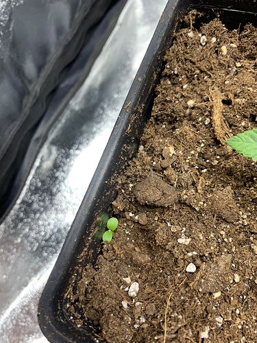 Growreport Bild 5