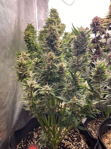 Growreport Bild 7