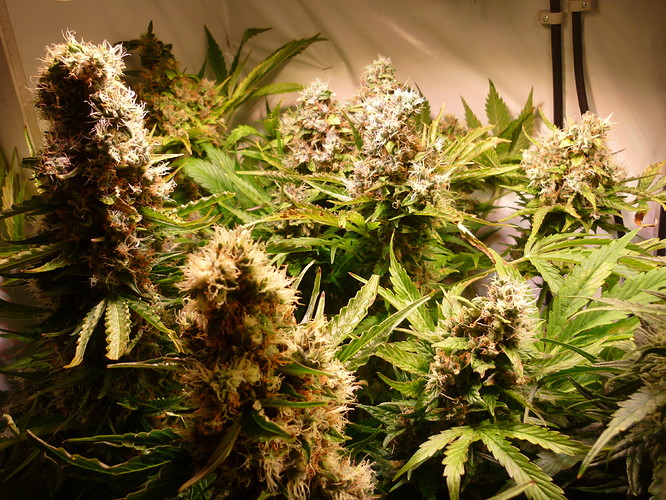 Growreport Bild 1