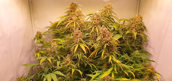 Growreport Bild 6