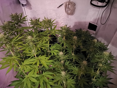 Growreport Bild 3