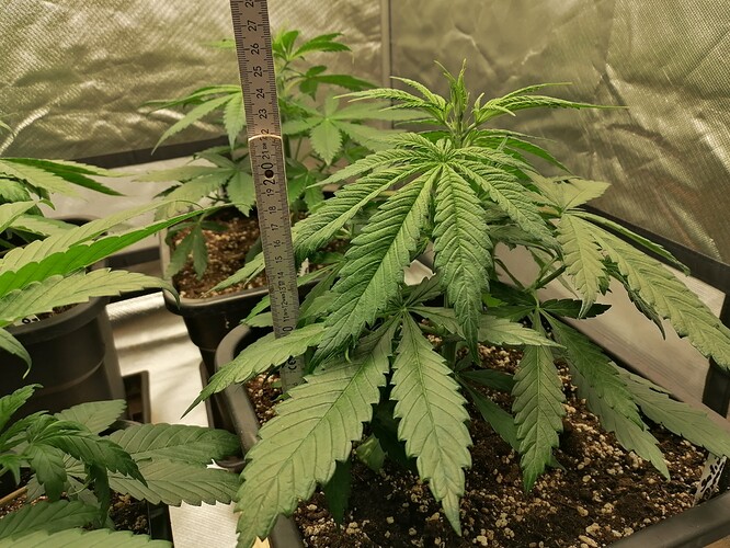 Growreport Bild 9