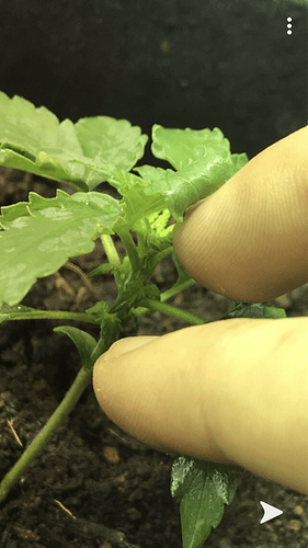 Growreport Bild 2